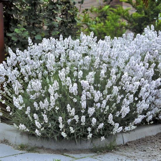 Lavanda “Ellegance Snow”