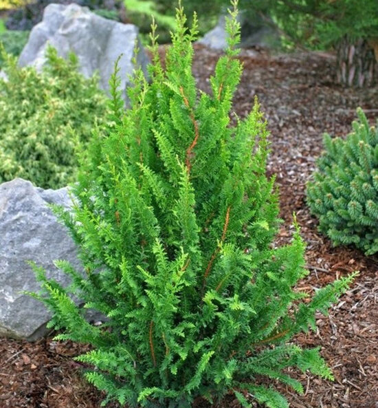 Hinoki paciprese 'Teddy Bear'