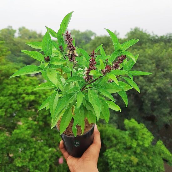 Svētais baziliks no Taizemes