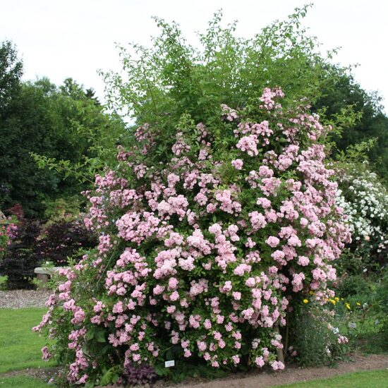 Vīteņroze 'Bonny'