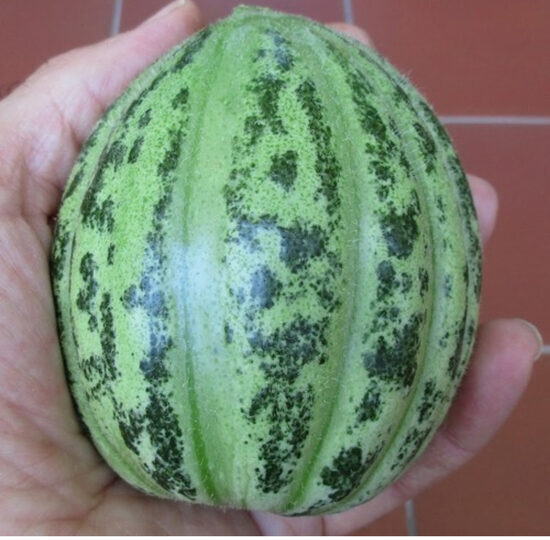 Meloņgurķis “Tondo di Manduria”