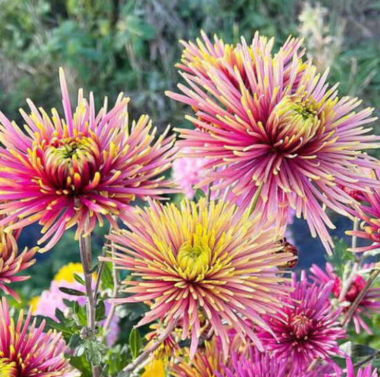 Krizantēma "Tula Improved"