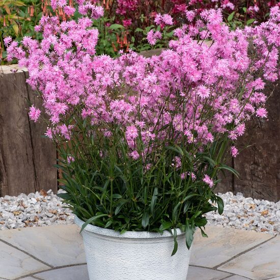 Jaunstāds - Sveķene 'Jenny'