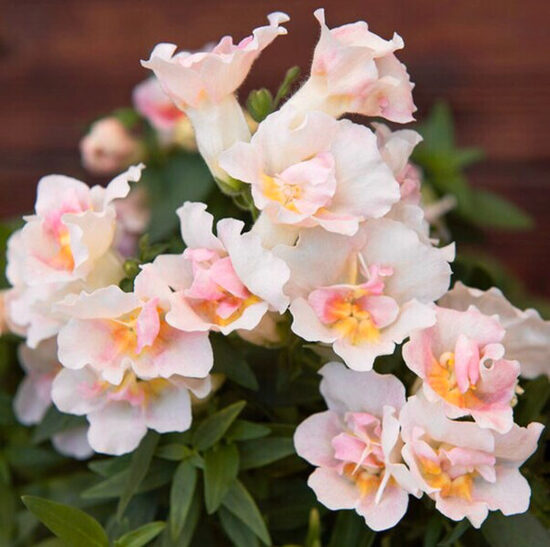 Lauvmutīte “Twinny Appleblossom”