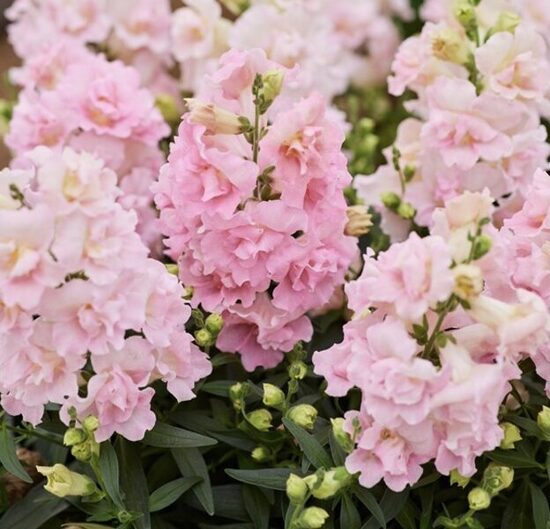 Lauvmutīte “Twinny Rose Shades”
