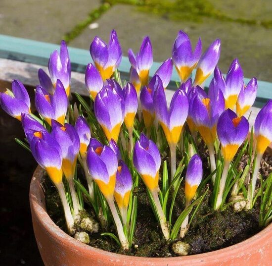 Krokuss 'Tricolor'