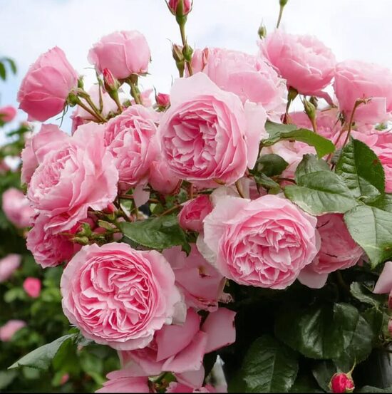 Vīteņroze 'Kiss me Kate'