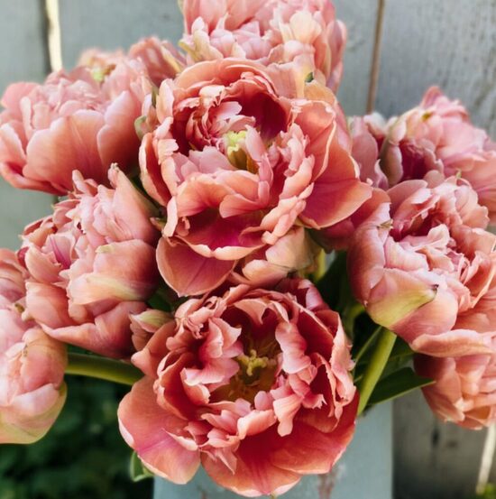 Tulpe 'Copper Image'