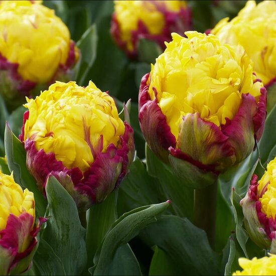 Tulpe “Ice Cream Banana”