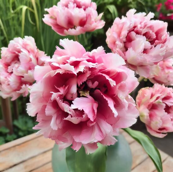 Tulpe 'Magic Sensation'