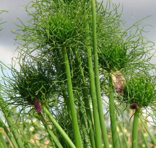 Sīpols 'Catweazle'