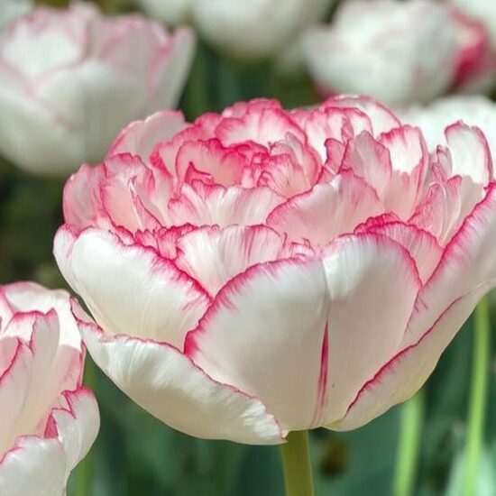 Tulpe 'Wild Romance'