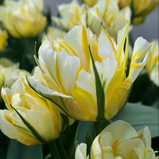 Tulpe 'Sweet Valley'