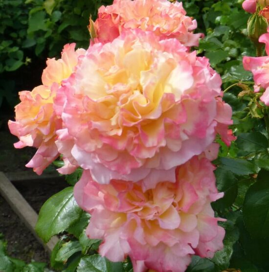Roze 'Aquarell'