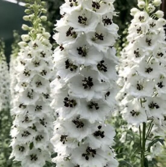 Delfīnija 'White / Dark Bee'