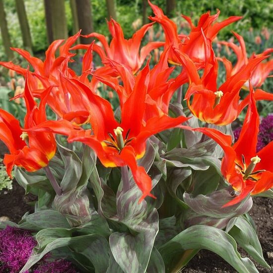 Tulpe 'Rīgas Barikādes'