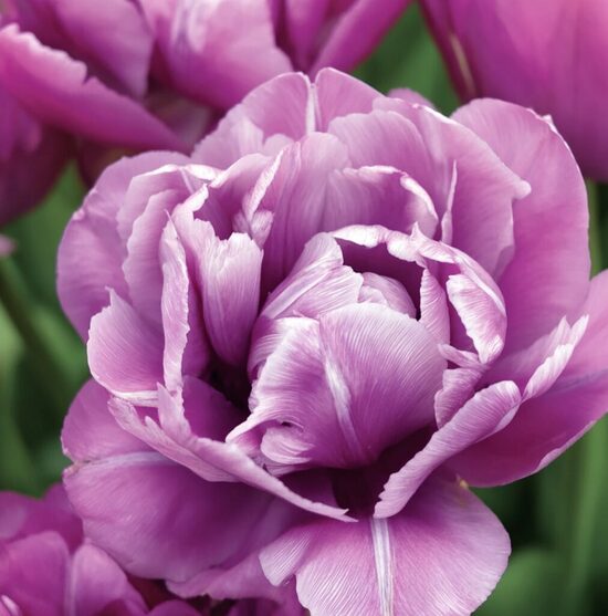 Tulpe 'Blue Diamond'