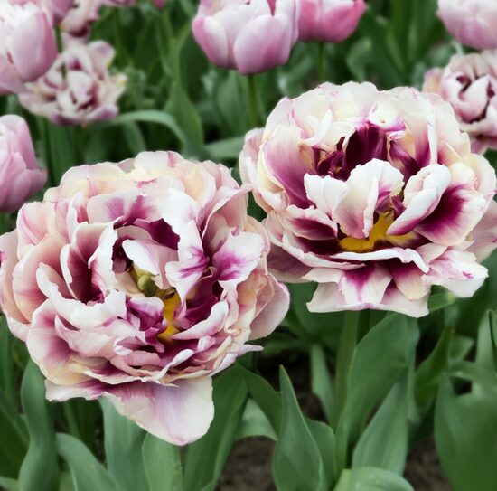 Tulpe 'Pistache'