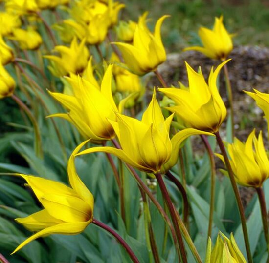 Meža tulpe