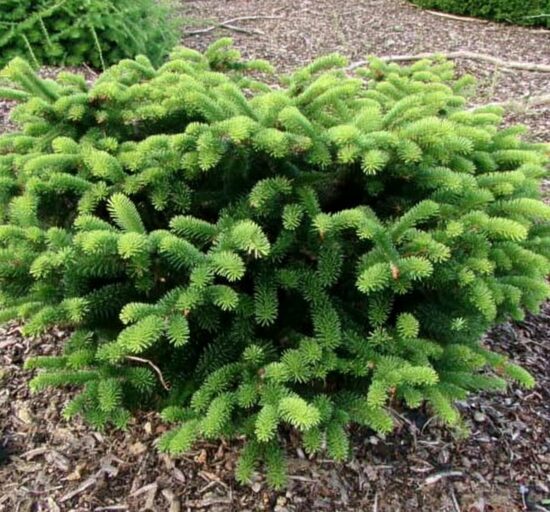 Grieķu baltegle 'Meyer's Dwarf'