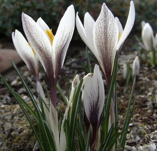 Krokuss 'Alatavicus'
