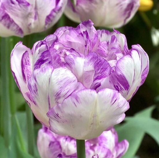 Tulpe 'Shirley Double'