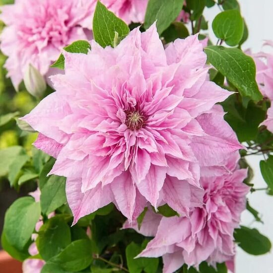 Mežvītenis 'Multi Pink'