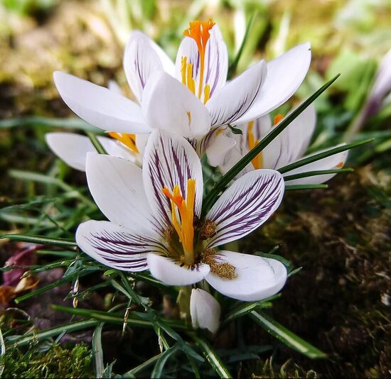 Krokuss 'Biflorus'
