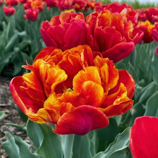 Tulpe 'Furiosa'