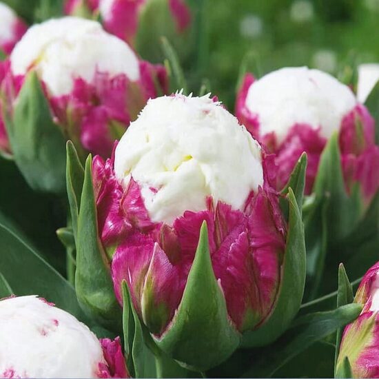Tulpe 'Ice Cream'