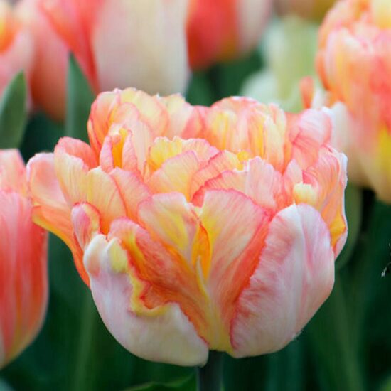 Tulpe 'Foxy Foxtrot'