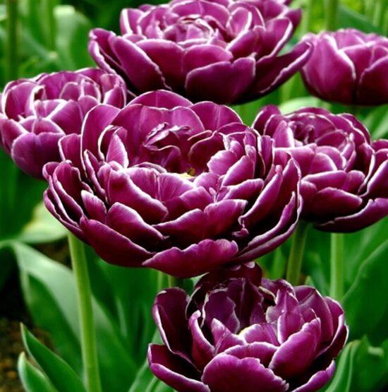 Tulpe 'Dream Touch'