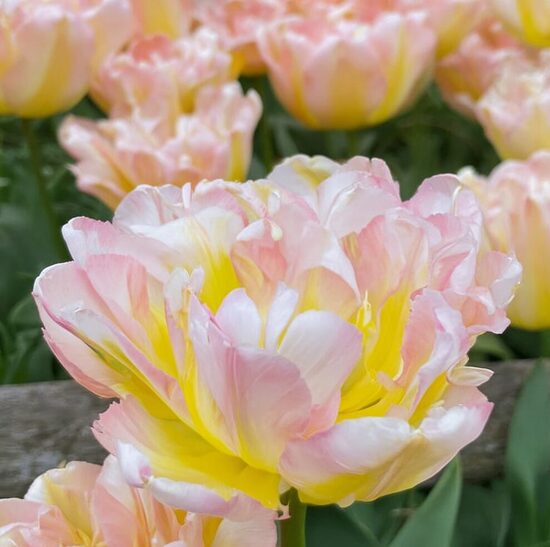 Tulpe 'Password'