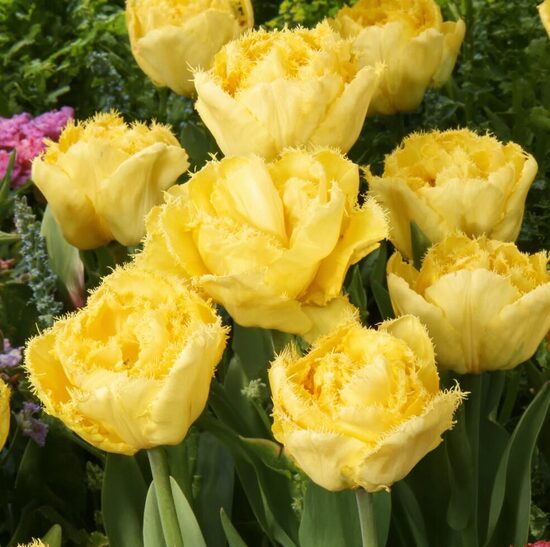 Tulpe 'Lemon Shoot'