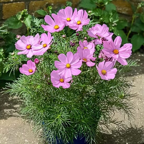 Zemā kosmeja 'Sonata Pink'