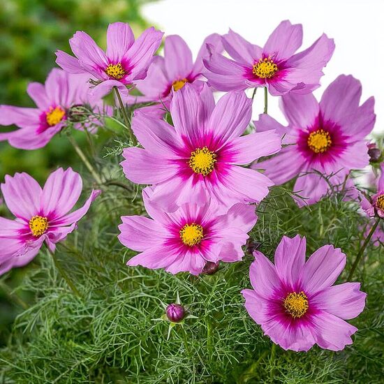 Zemā kosmeja 'Appolo Rose With Eye'