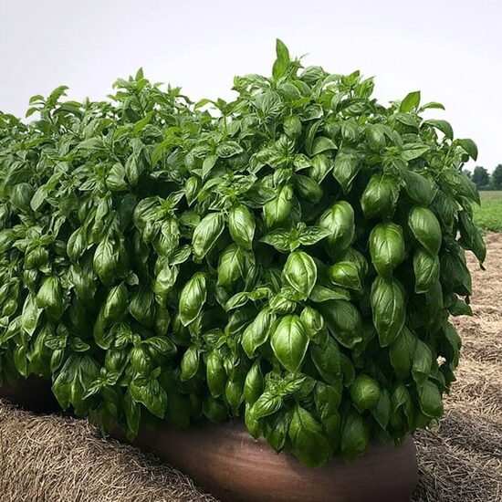 Baziliks 'Everleaf Genovese'