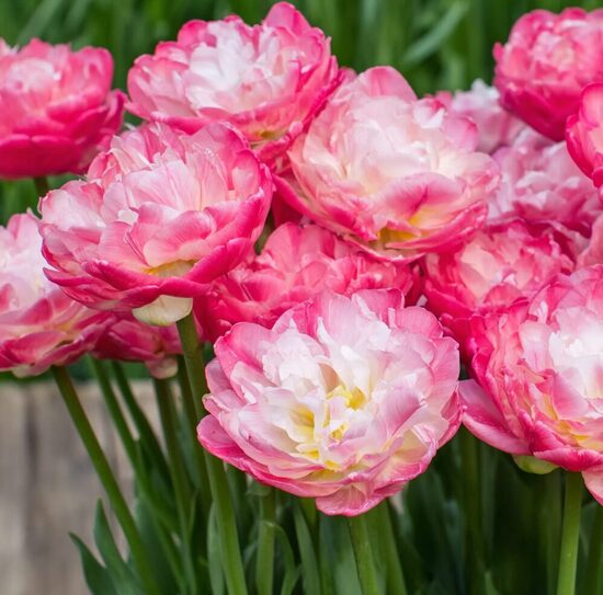 Tulpe 'Double Sugar'