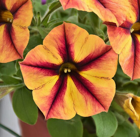 Petūnija 'Cherry Lemon'