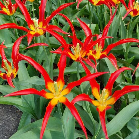 Tulpe 'Go Go Red'