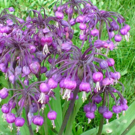 Sīpols 'Macranthum'