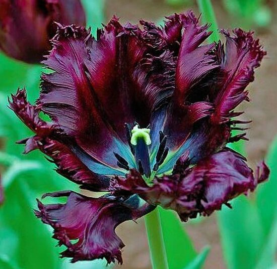Melnā papagaiļtulpe
