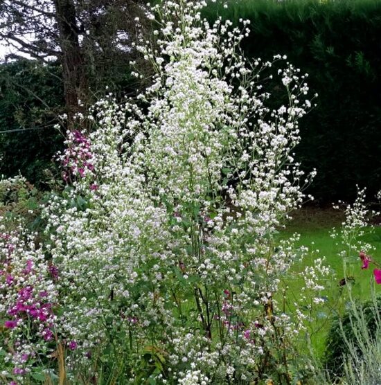 Saulkrēsliņš 'Splendide White'