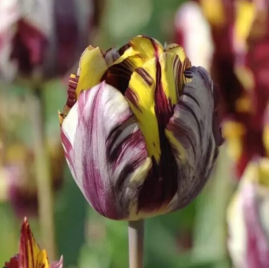 Rembranta tulpe 'Insulinde'