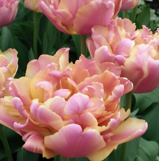 Tulpe 'Pink Star'