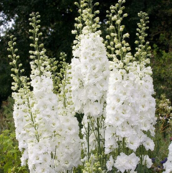 Delfīnija 'Pure White'