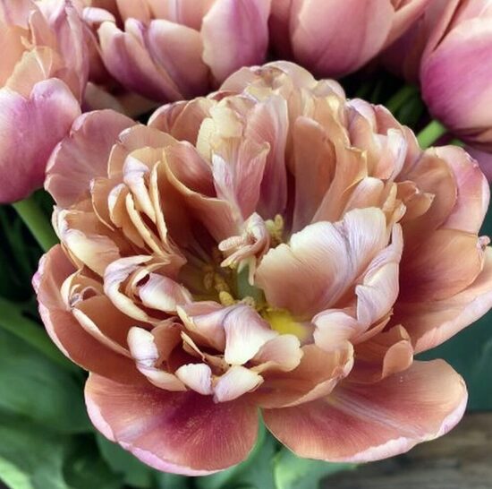 Tulpe 'La Belle Epoque'