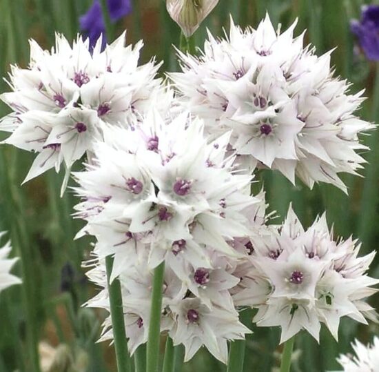 Sīpols 'Graceful Beauty'