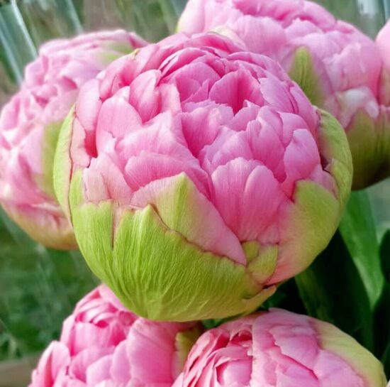Tulpe 'Strawberry Cream'