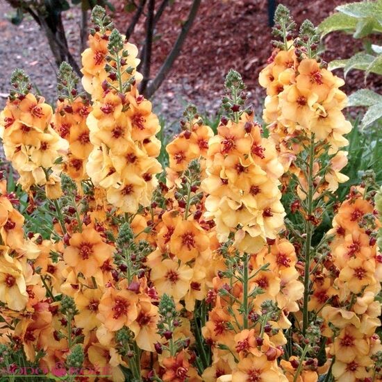 Verbascum 'Honey Dijon'